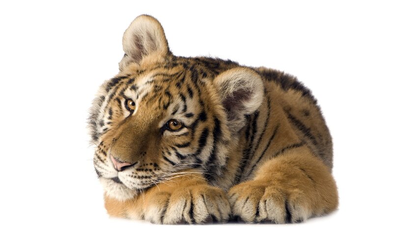 tiger cub lying down