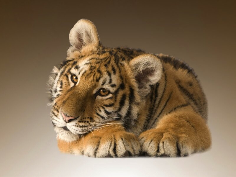 tiger cub lying down