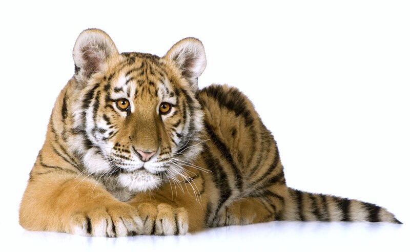 tiger cub lying down