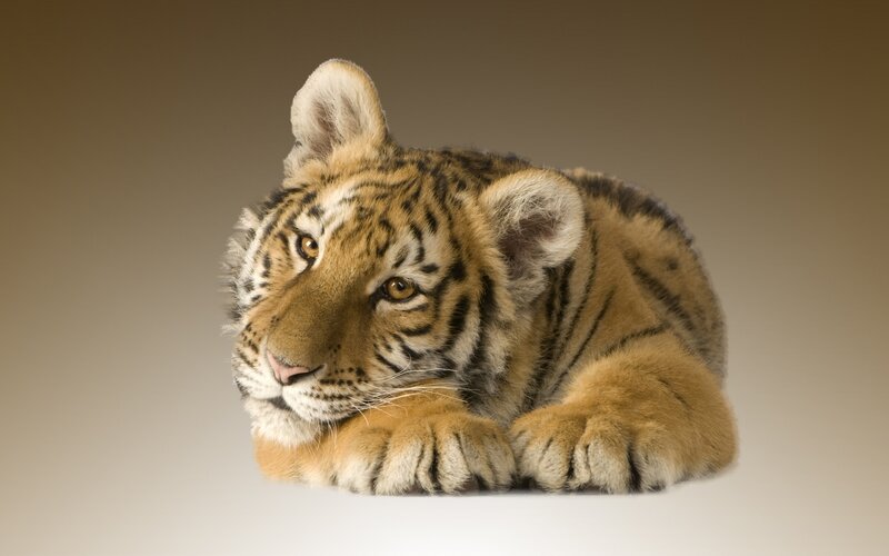 Tiger Cub Lying Down — Brown, Calm, Photograph, Paws, Ears