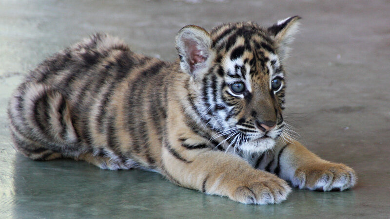 Tiger Cub Lying Down — Brown, Calm, Photograph
