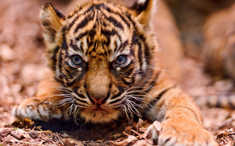 Tiger Cub Lying Down — Brown, Calm