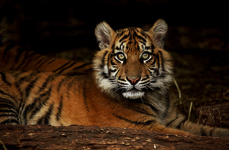 Tiger Cub Lying Down — Orange, Alert