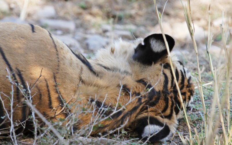 Tiger Cub Lying Down — Orange, Calm, Afternoon, Photograph