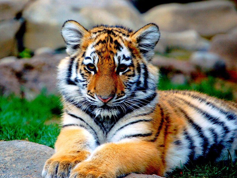 Tiger Cub Lying Down — Orange, Calm, Afternoon