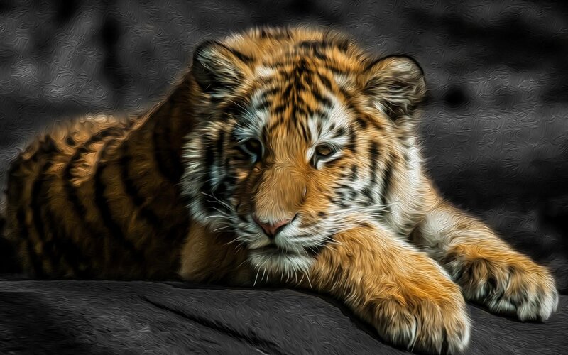 Tiger Cub Lying Down — Orange, Calm, Digital Art, Paw