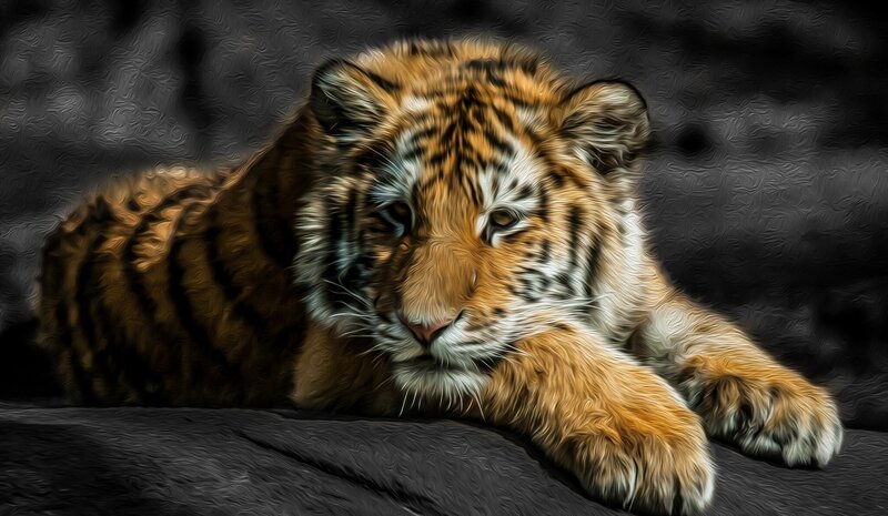 Tiger Cub Lying Down — Orange, Calm, Digital Art, Stripes, Paws
