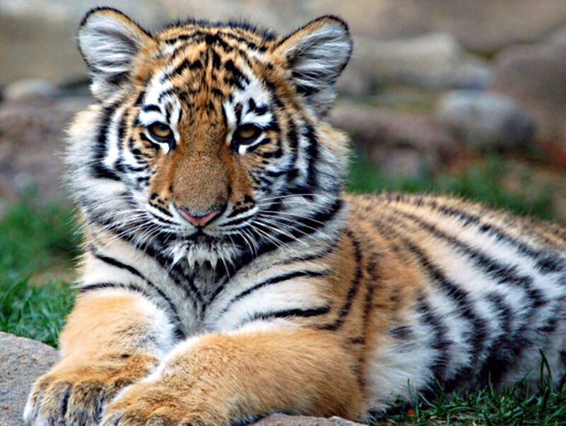 Tiger Cub Lying Down — Orange, Calm, Photograph, Grass, Rocks