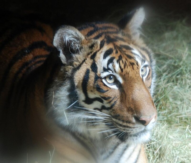 Tiger Cub Lying Down — Orange, Calm, Photograph, Grass