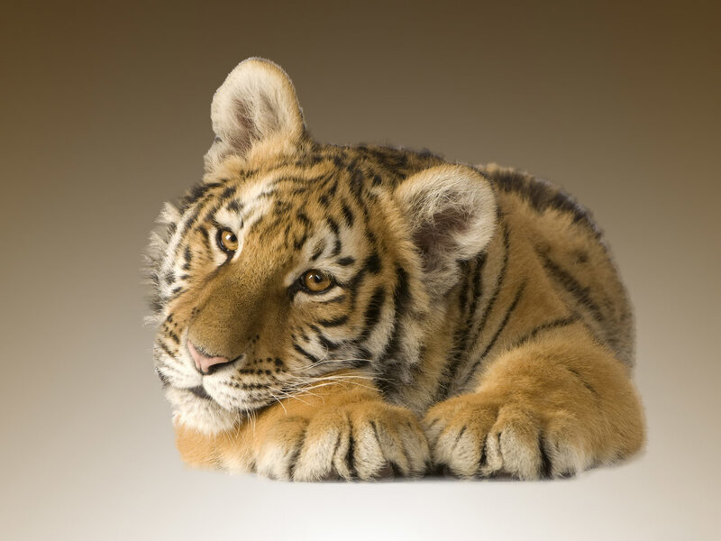 Tiger Cub Lying Down — Orange, Calm, Photograph, Paws, Stripes