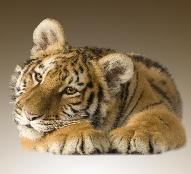 Tiger Cub Lying Down — Orange, Calm, Photograph, Paws