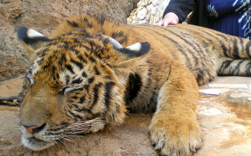 Tiger Cub Lying Down — Orange, Calm, Photograph, Person