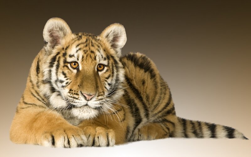 Tiger Cub Lying Down — Orange, Calm, Photograph, Stripes, Whiskers