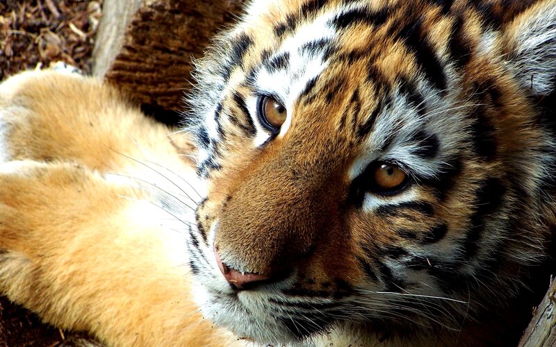Tiger Cub Lying Down — Orange, Calm, Photograph
