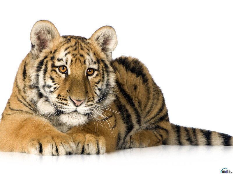 Tiger Cub Lying Down — Orange, Calm, Photograph, Whiskers