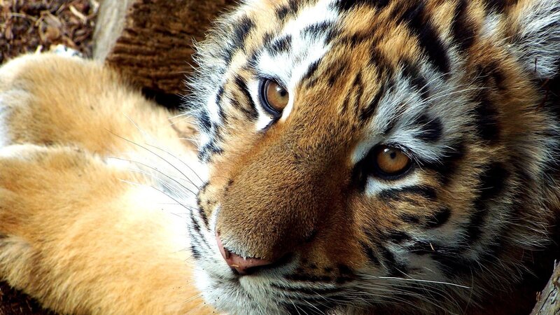 Tiger Cub Lying Down — Orange, Calm, Photograph, Whiskers, Wood