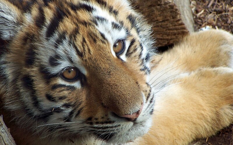 Tiger Cub Lying Down — Orange, Calm, Photograph, Whiskers, Wooden Log