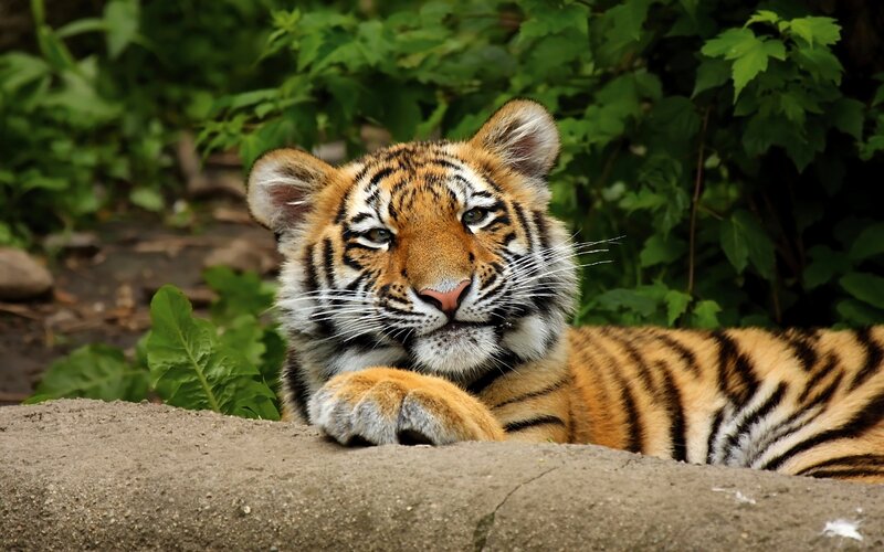 Tiger Cub Lying Down — Orange, Calm