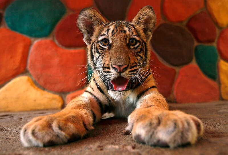 Tiger Cub Lying Down — Orange, Curious
