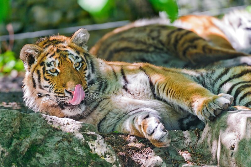 Tiger Cub Lying Down — Orange, Relaxed, Afternoon, Photograph, Rocks