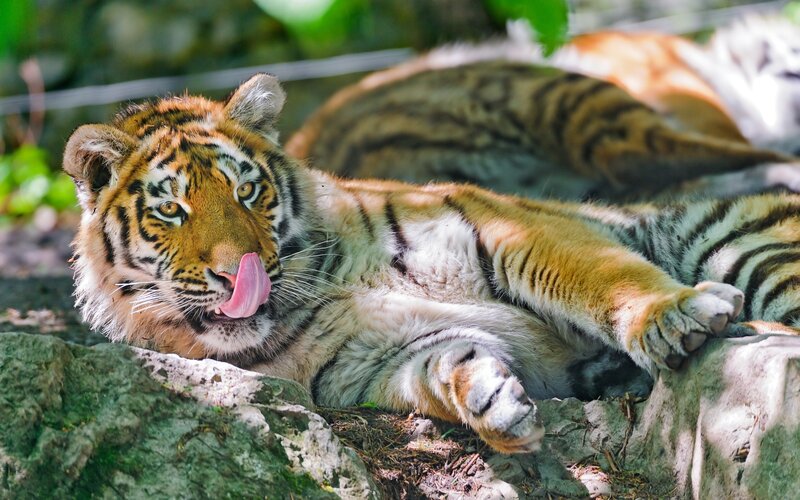 Tiger Cub Lying Down — Orange, Relaxed