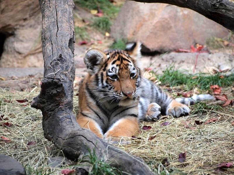 Tiger Cub Lying Down — Orange