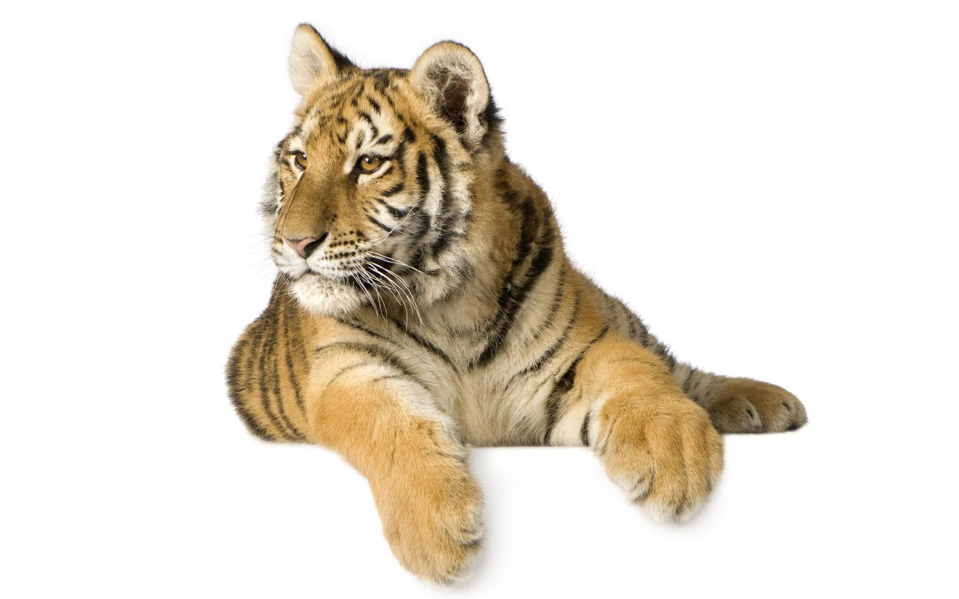 tiger cub lying down