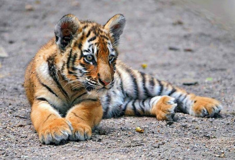 tiger cub lying on ground