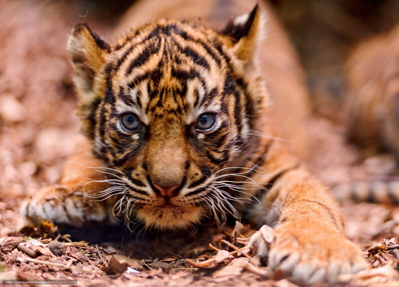 tiger cub lying on ground