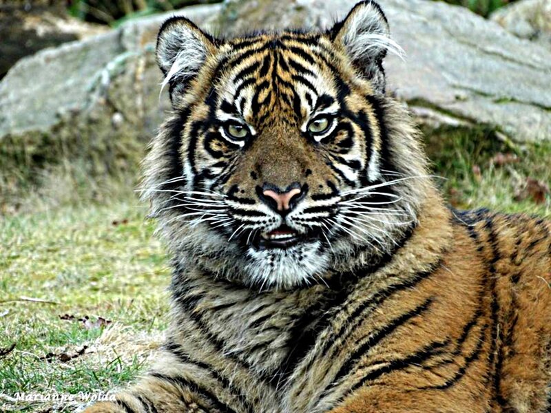 Tiger Cub Lying — Orange