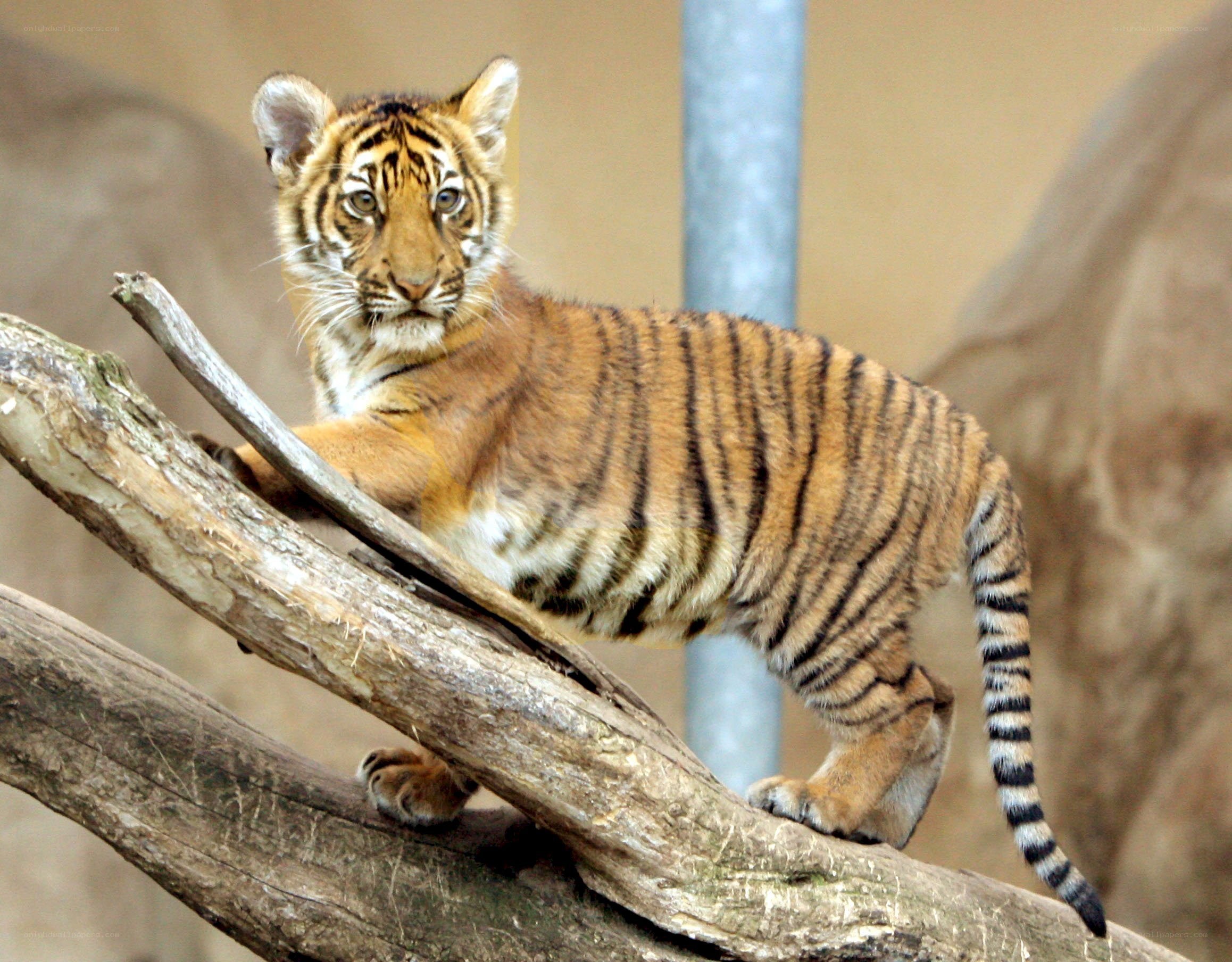 tiger cub on a branch