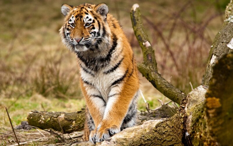 tiger cub on a log