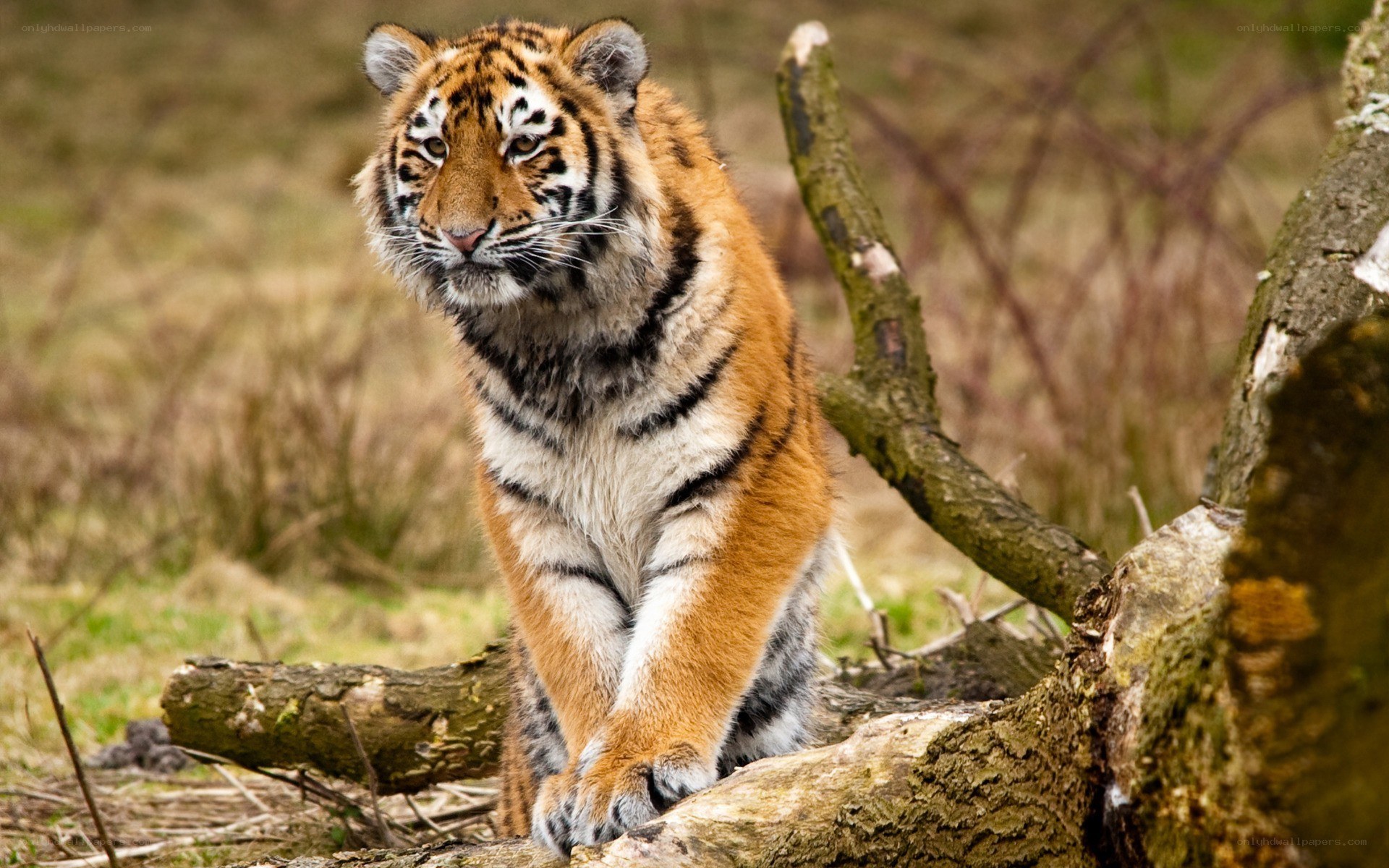 tiger cub on a log