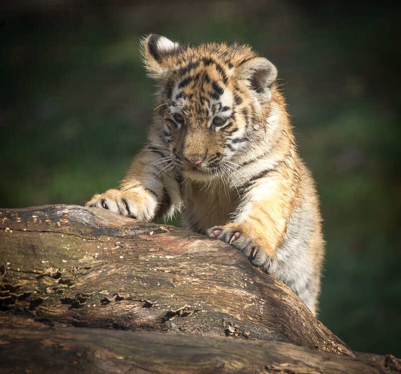 tiger cub on a log