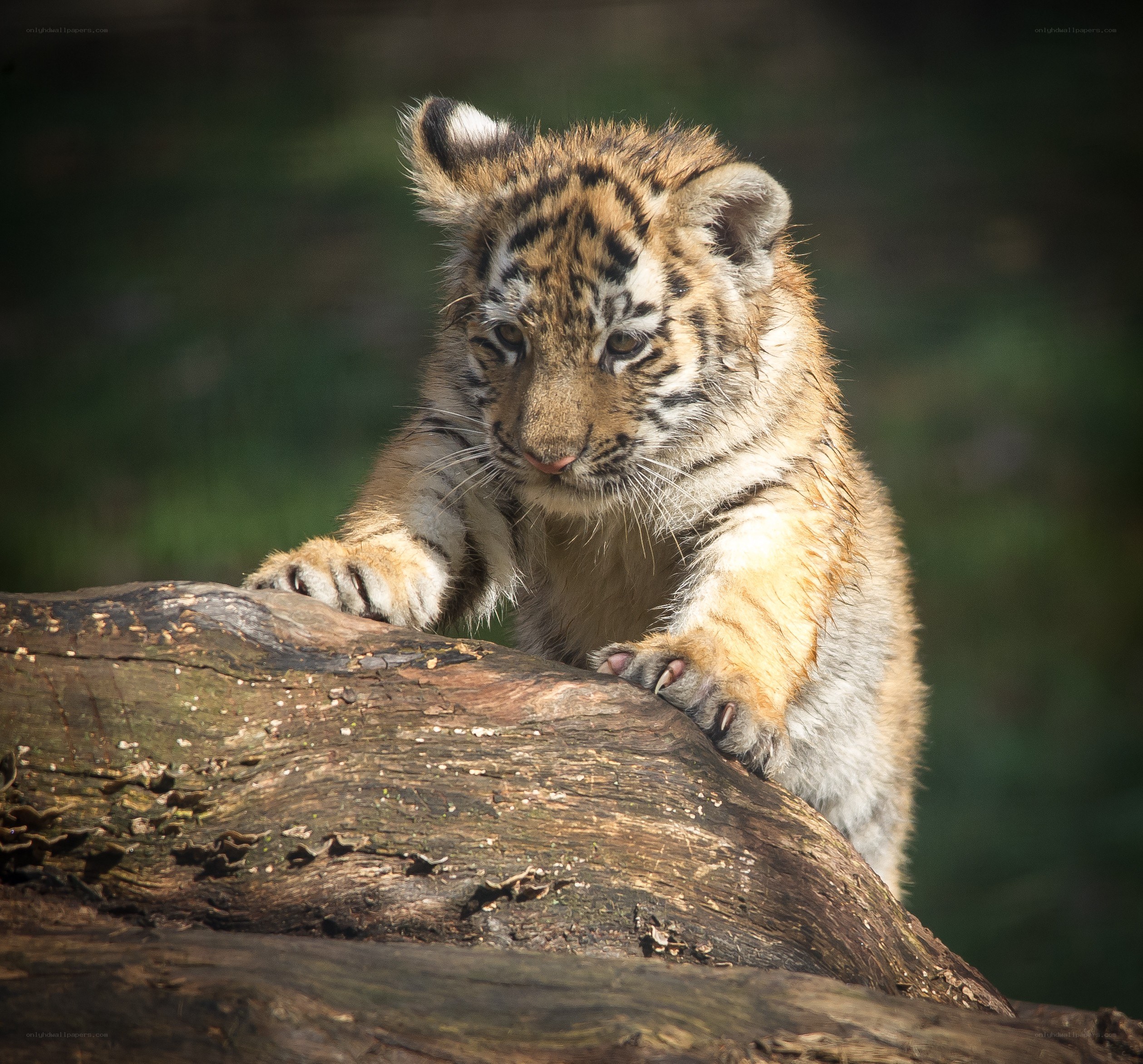 tiger cub on a log