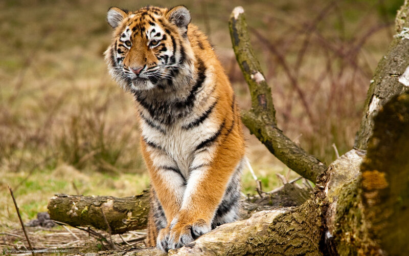 tiger cub on a log