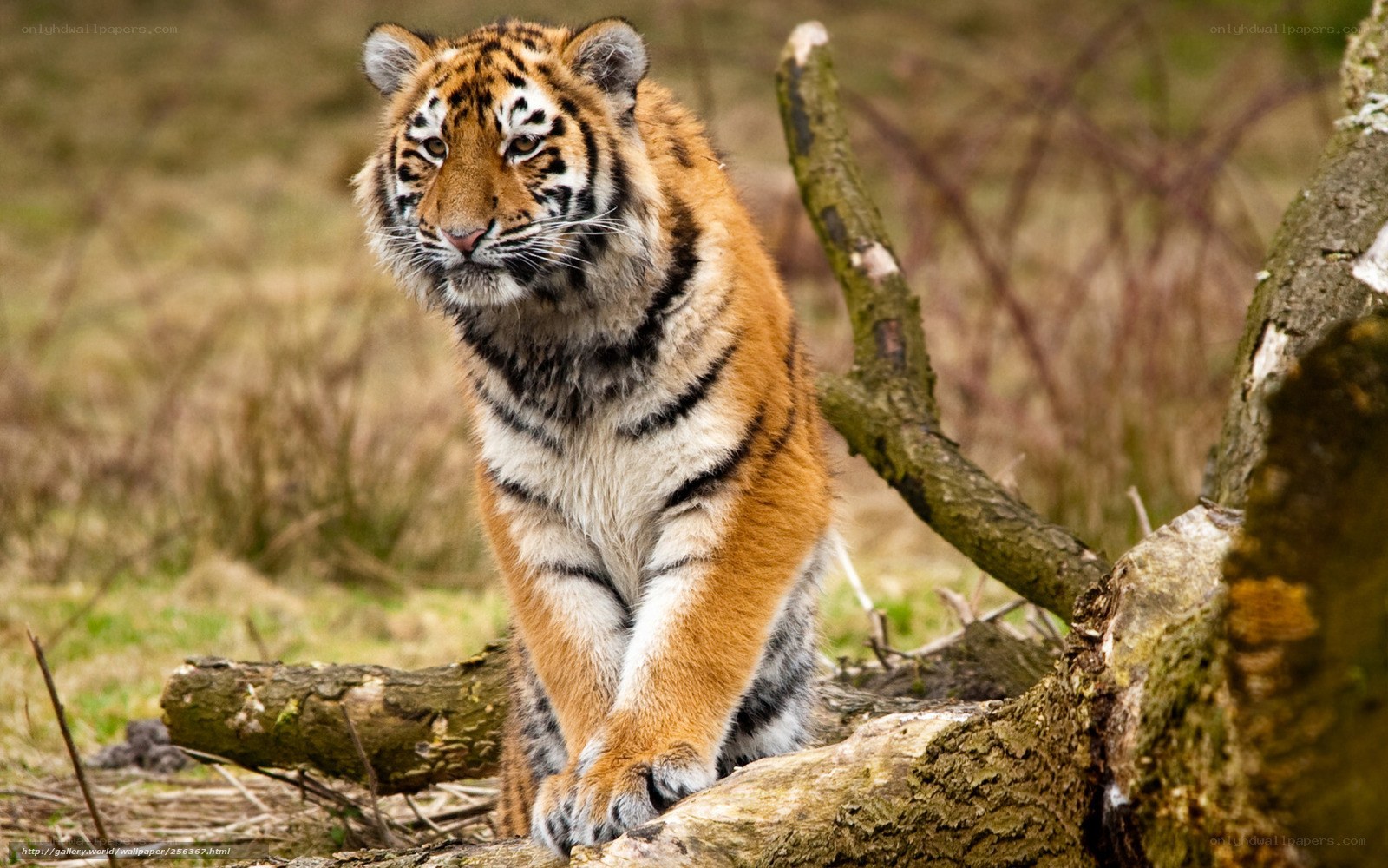 tiger cub on a log