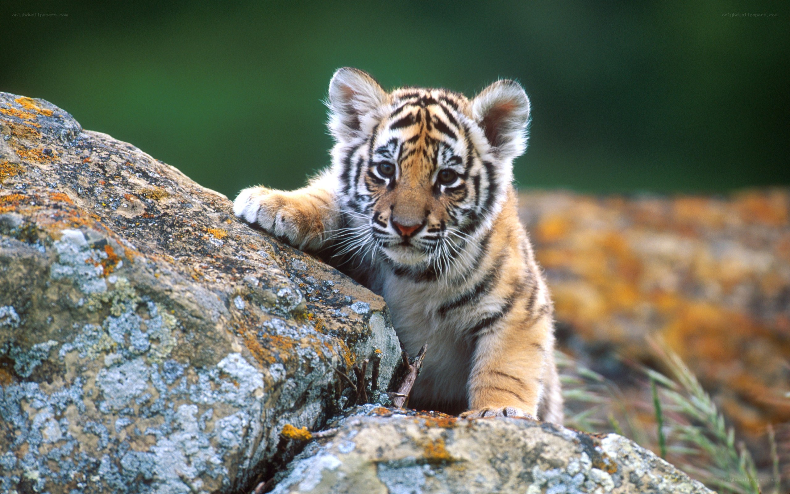 tiger cub on a rock