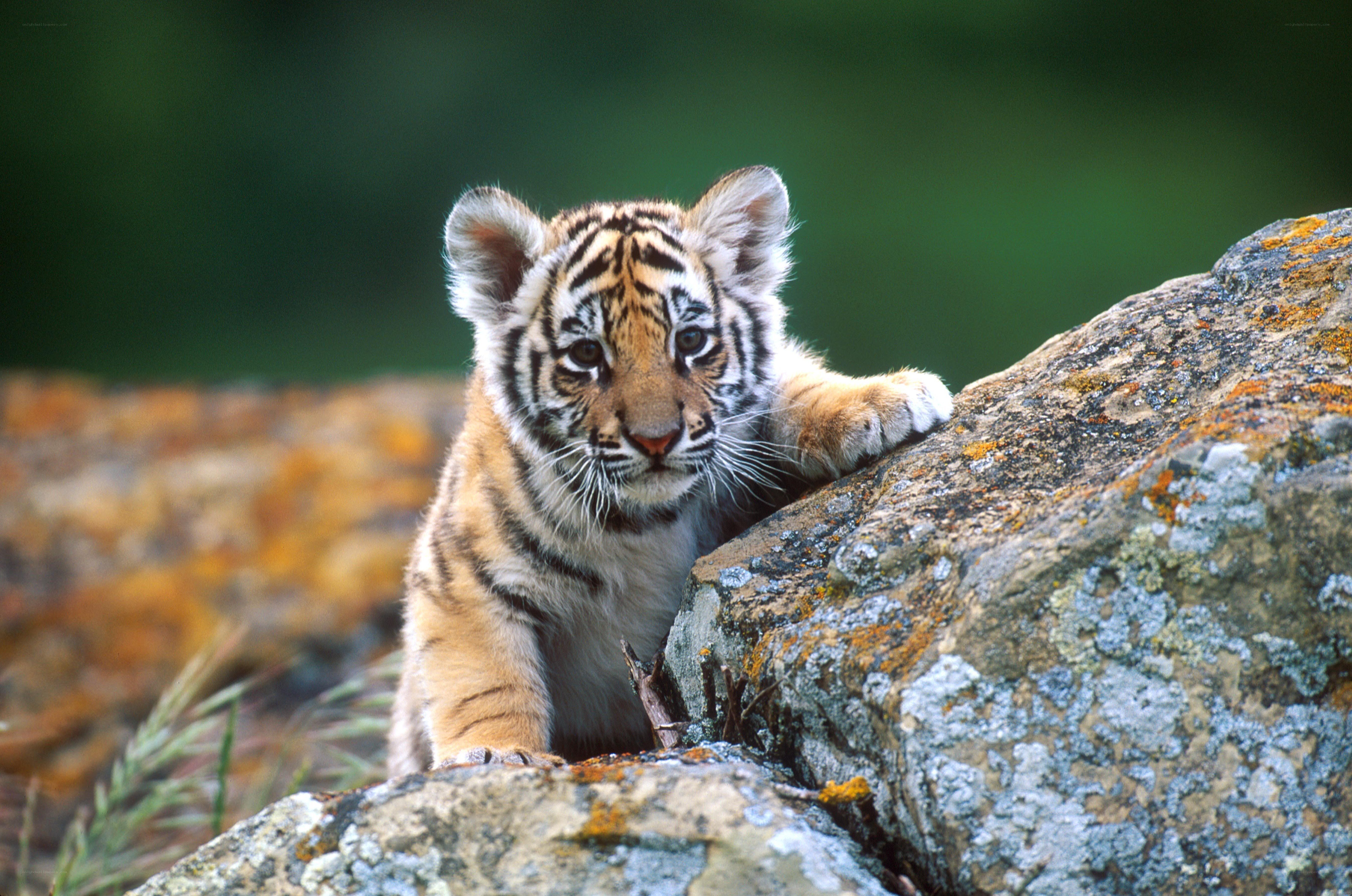 tiger cub on a rock