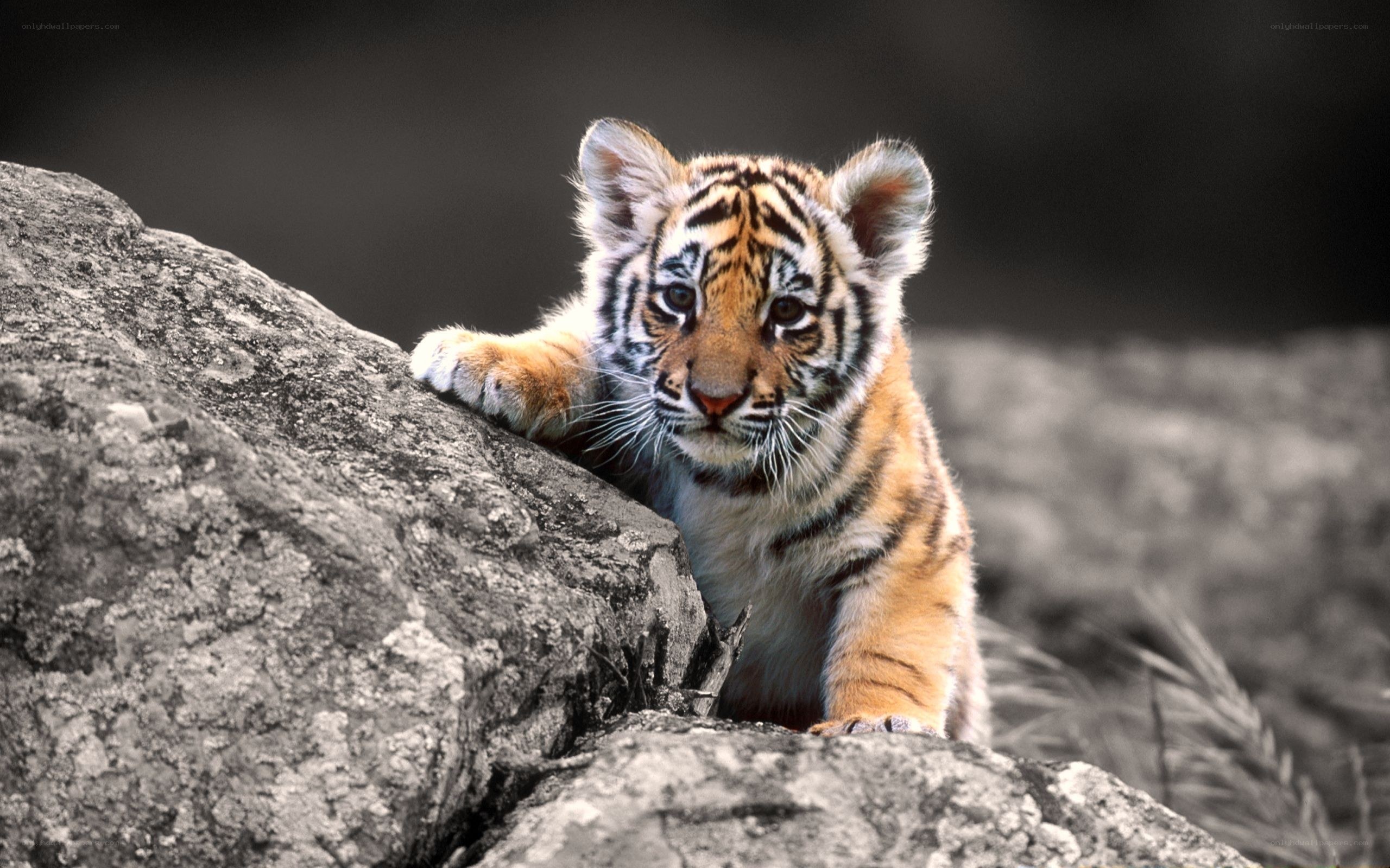 tiger cub on a rock