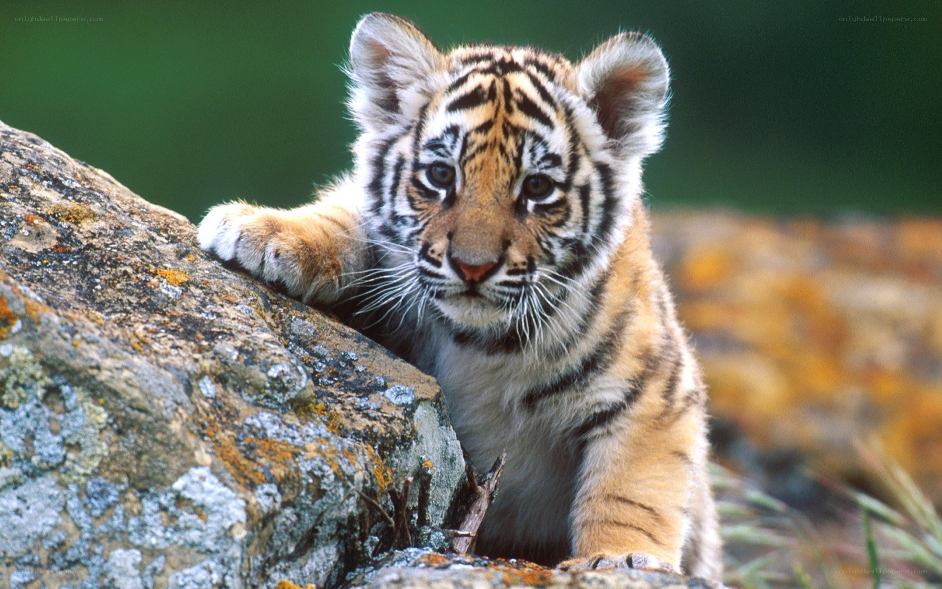 tiger cub on a rock