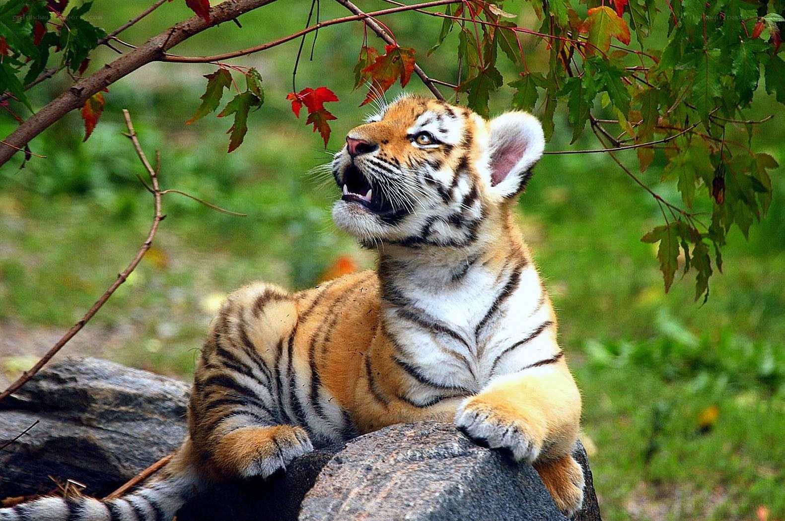tiger cub on a rock