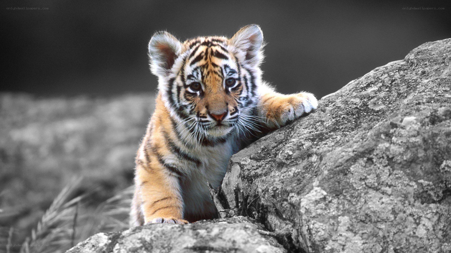 tiger cub on a rock