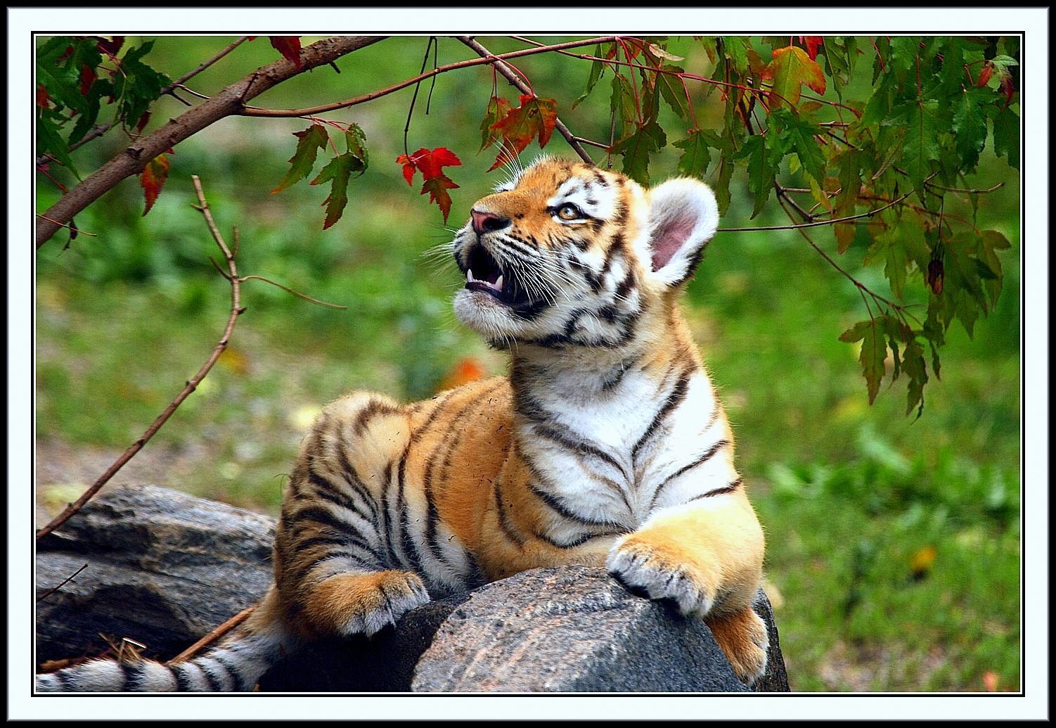 tiger cub on a rock