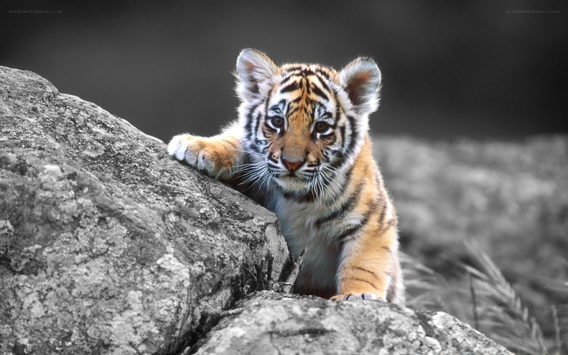 tiger cub on a rock