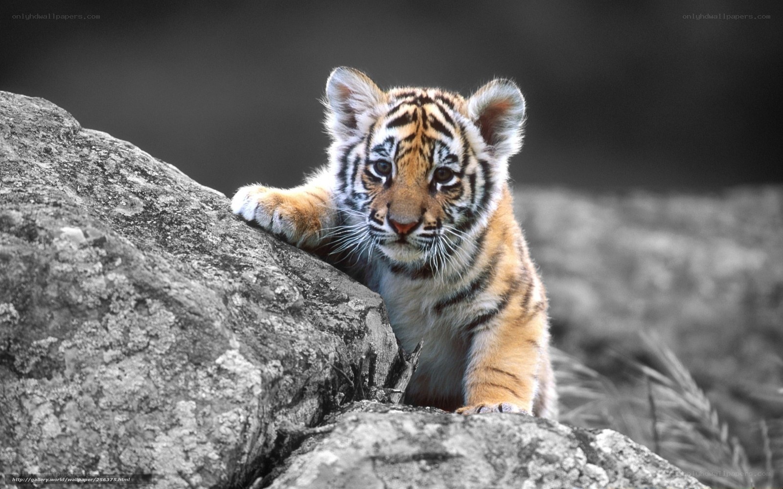tiger cub on a rock