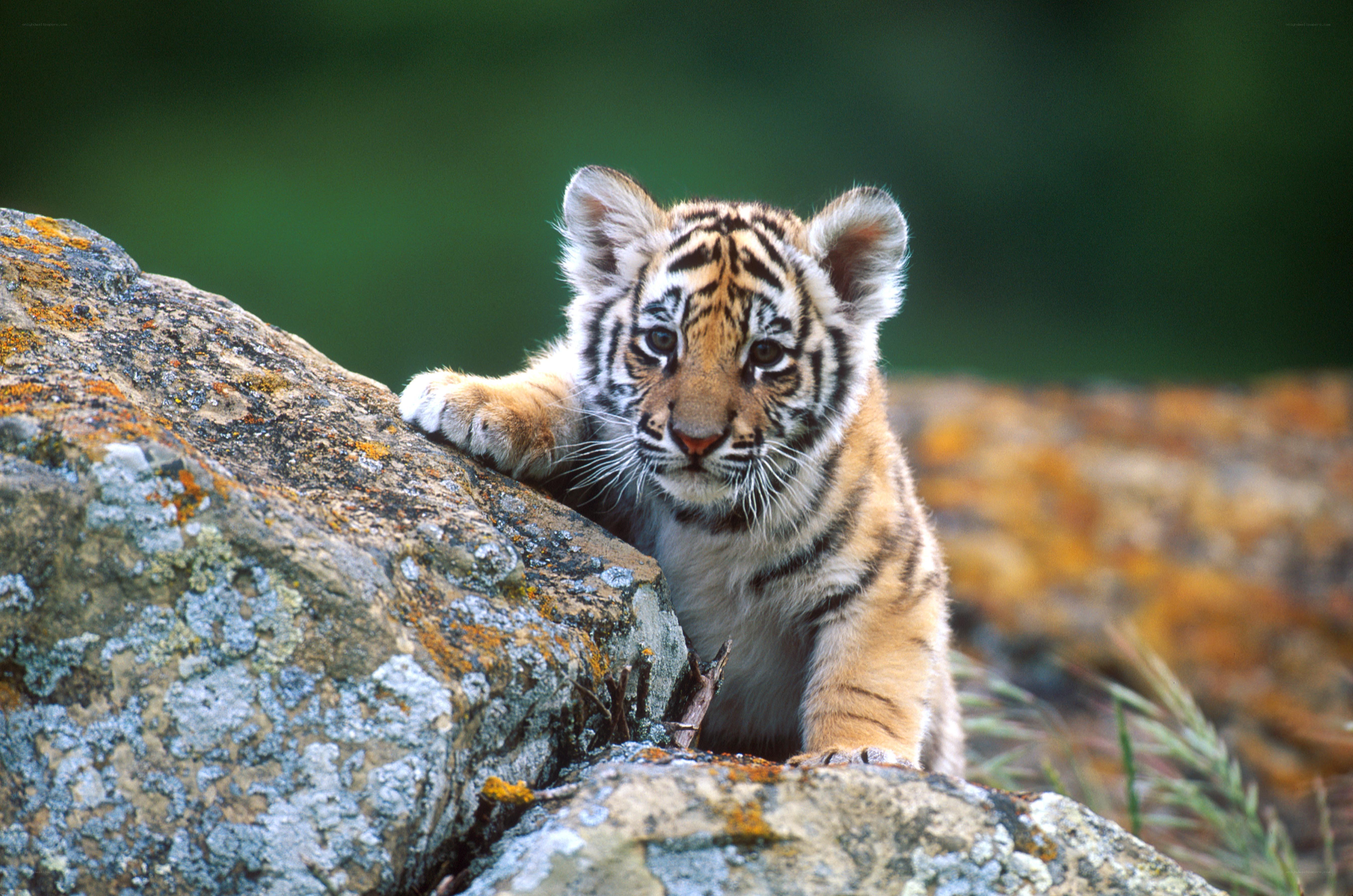 tiger cub on a rock