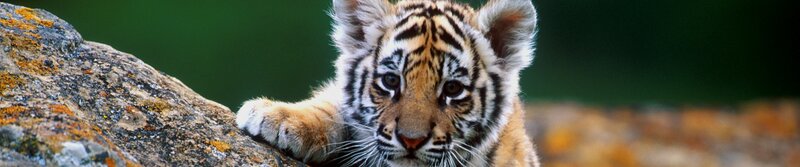tiger cub on a rock