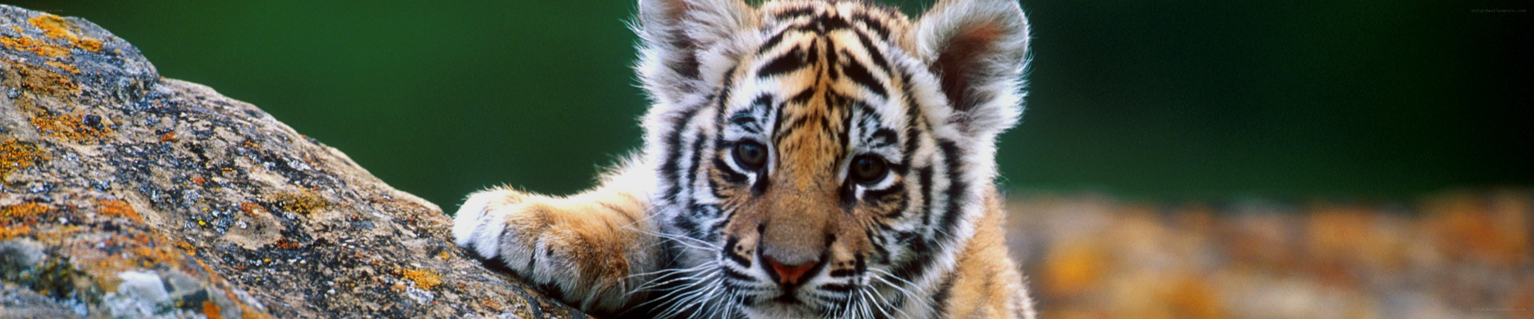 tiger cub on a rock