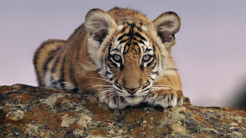 tiger cub on a rock